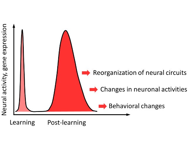 Neuronal activity in the past, present and future and memory formation